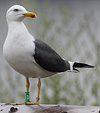 juvenile LBBG in October, ringed in Norway. (131273 bytes)
